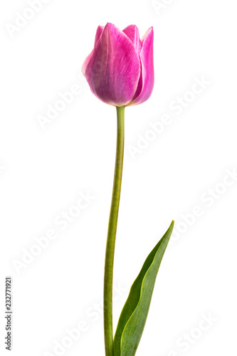 Isolated flower. Lilac single tulip on a white background