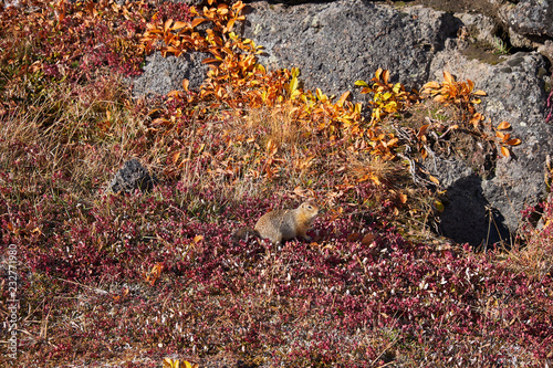 Evrazhek(squirrel) of Kamchatka