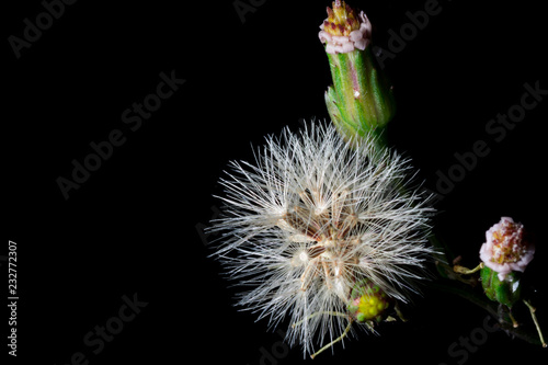 Close up and macro shot of a white grass flower isolated in black with copy space. 