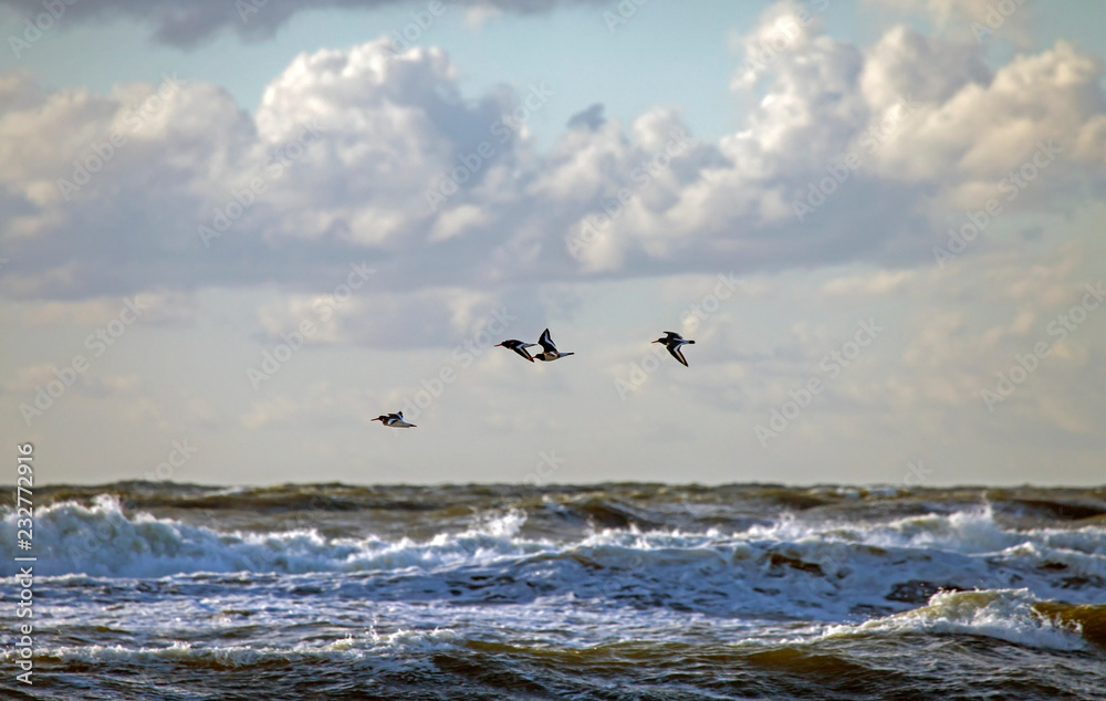 Fototapeta premium Flock of seabirds flies over the waves. Eurasian oystercatcher (Haematopus ostralegus) on the Balticsea, Lithuania.