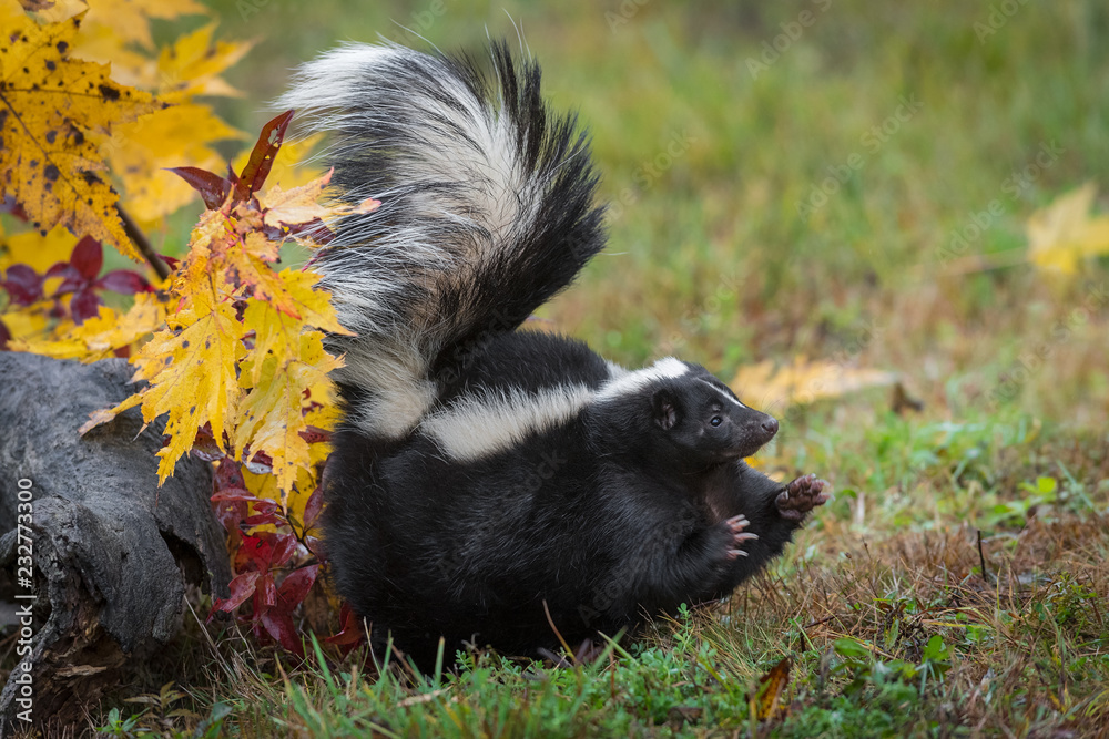 Striped Skunk (Mephitis mephitis) Stomps Feet to Right Tail Up Striped Skunk (Mephitis mephitis) Stomps Feet to Right Tail Up