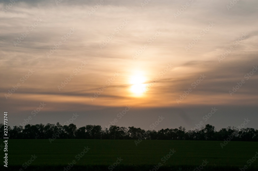 Beautiful landscape at sunset. Green wheat field at sunset