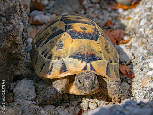 Griechische Landschildkröte in Altinkaya, Antalya Province, Türkei