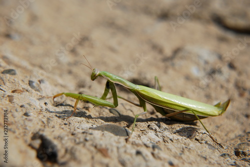 Praying mantis in natural habitat, macrophotography. © oleg
