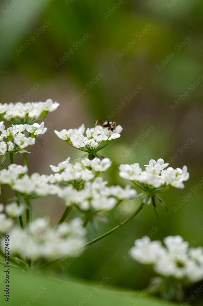 Macrophotography of white flower, selective focus. Vertical photography. Macrophotography of white flower, selective focus. Vertical photography.