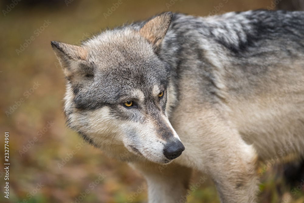 Grey Wolf (Canis lupus) Looks Right Ear Back