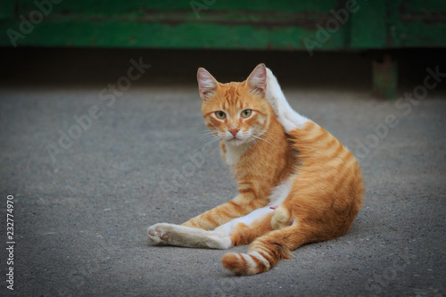 Male orange striped cat is sitting on the asphalt