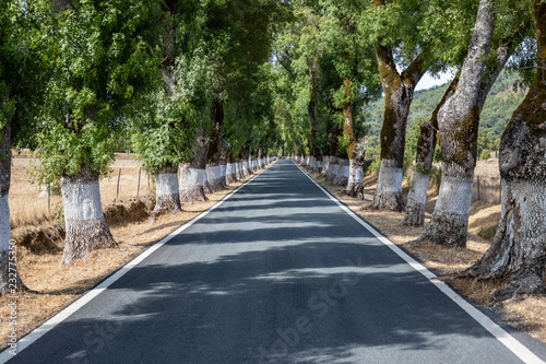 tunnel tree on road, Marvao, Alentejo, Portugal