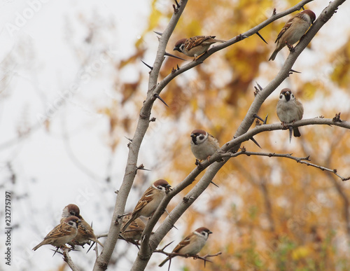 a flock of sparrows in the autumn park