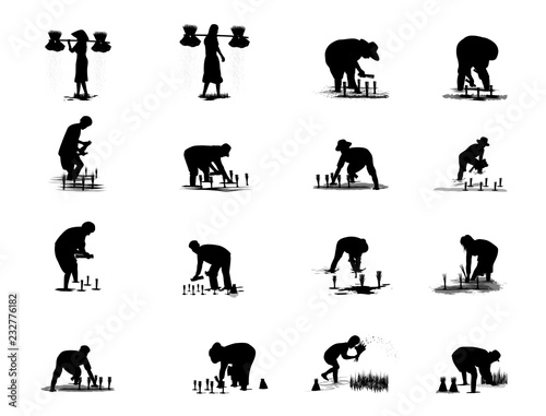 farmer transplant rice vector design