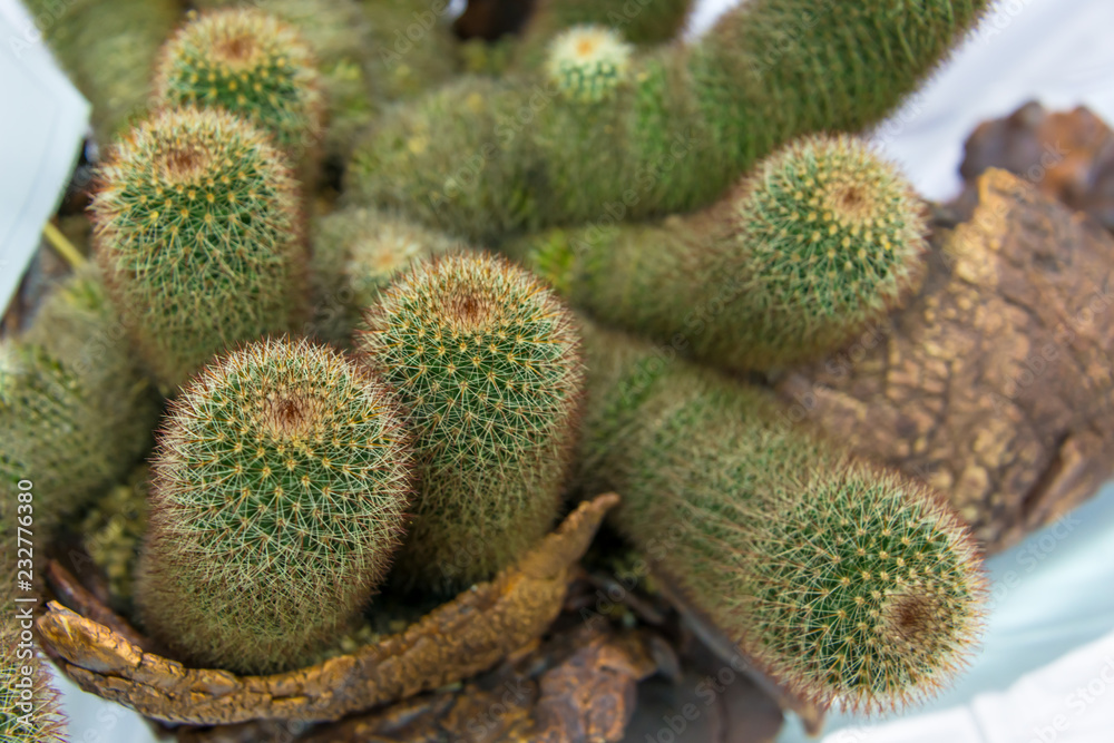 Beautiful Mammillaria cactus planted on pot the popular cultivated as an ornamental plant interior decoration in house and office business Beautiful Mammillaria cactus planted on pot the popular cultivated as an ornamental plant interior decoration in house and office business