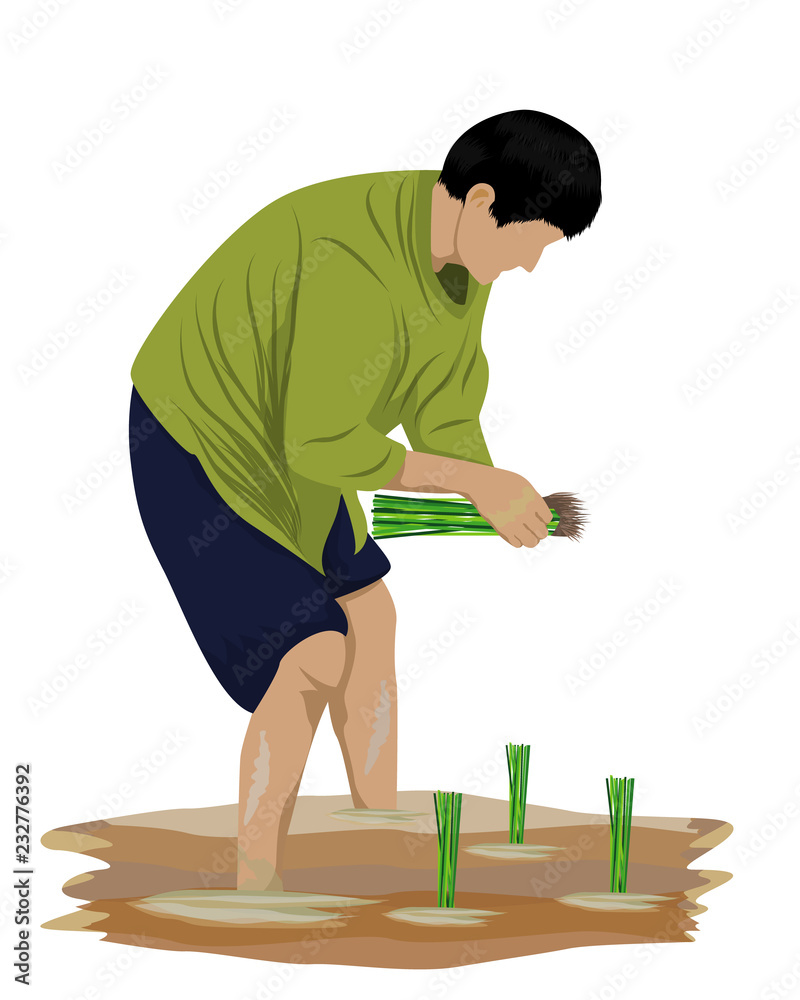 farmer transplant rice vector design farmer transplant rice vector design