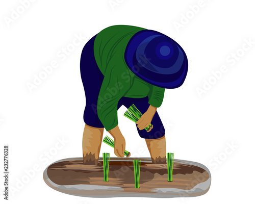 farmer transplant rice vector design