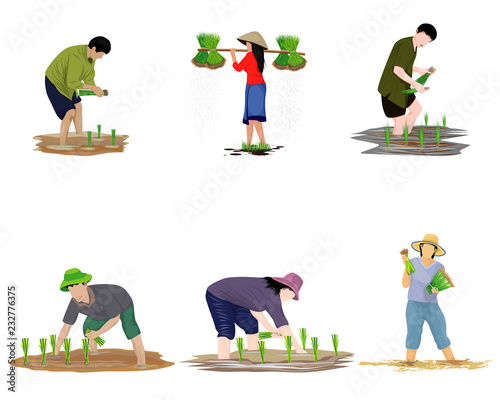 farmer transplant rice vector design