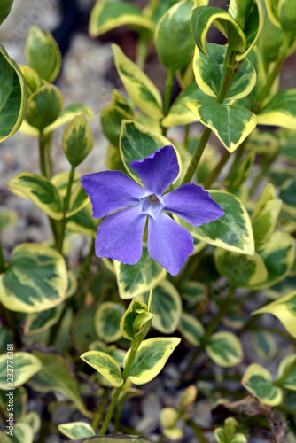 Vinca minor, periwinkle - spring blue flower.