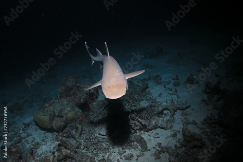 Fototapeta Naklejka Na Ścianę i Meble -  Whitetip reef shark