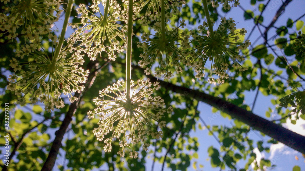 Heracleum blooming against green foliage and sky Heracleum blooming against green foliage and sky