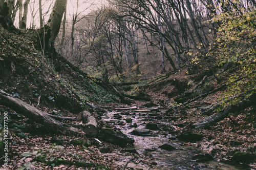 stream in forest