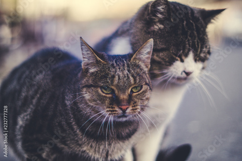 portrait of a cat