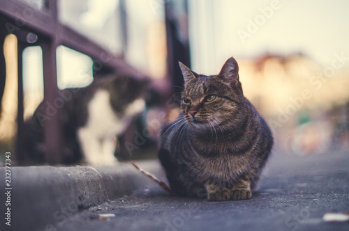 cat