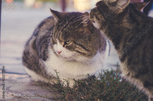 cats