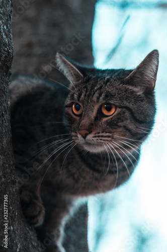 portrait of a cat