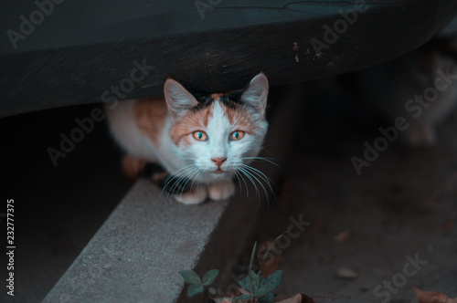 cat with green eyes