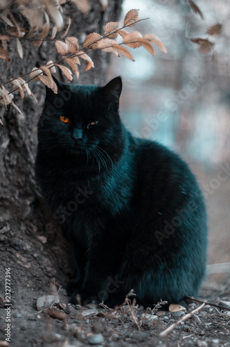 black cat