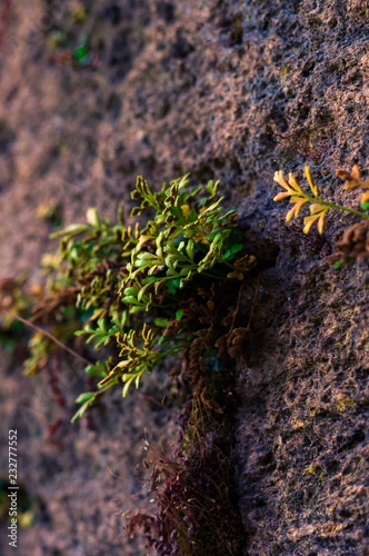 moss on wall
