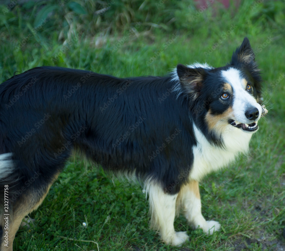 Black and White Border Collie dog, with bone in his mouth, facing right, looking at camera, with green grass in background Black and White Border Collie dog, with bone in his mouth, facing right, looking at camera, with green grass in background