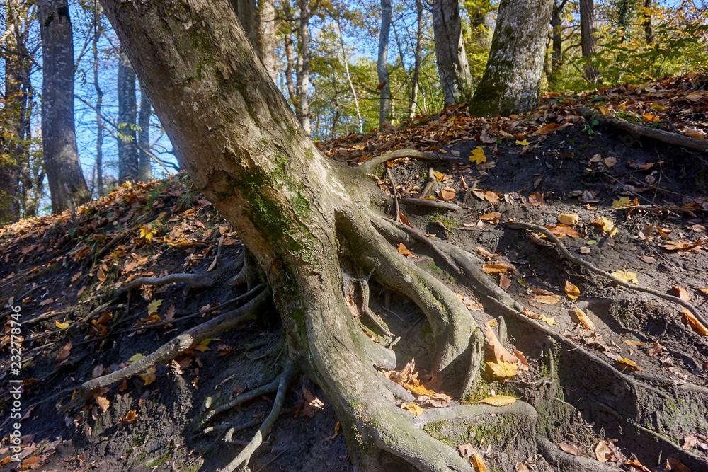 The roots of old trees, covered with moss and autumn leaves, creep on the earth in different directions and create a fabulous landscape in a magical forest. Nature concept for design