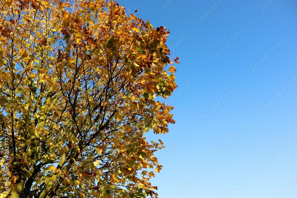 Autumn leaves Autumn leaves