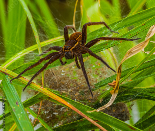 Giant Raft Spider, Dolomedes plantarius (female) with young.