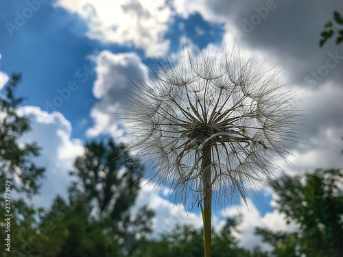 giant dandelion ready to fly