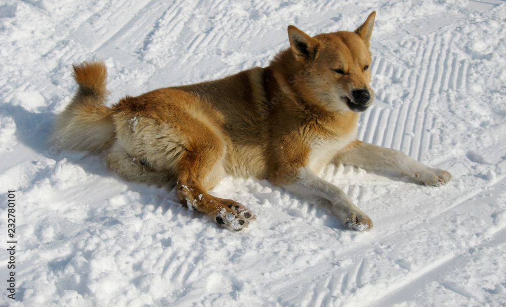 Angry red dog lying on the snow and growls Angry red dog lying on the snow and growls