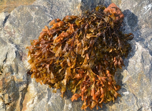 Sea kelp under the sun on a coastal stone in the fall