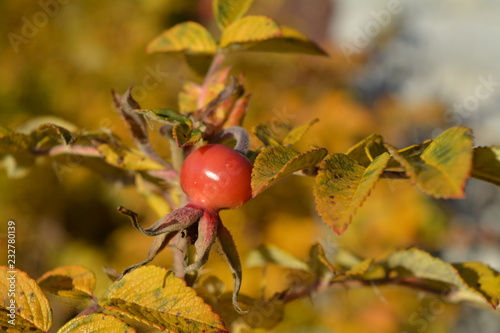 Ripe wild roseberry among yellow leaves on a sunny autumn day