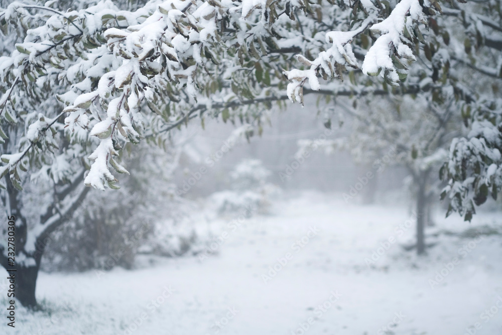 Winter landscape, trees covered with snow, foggy day