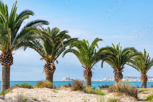 Palm trees on the beach