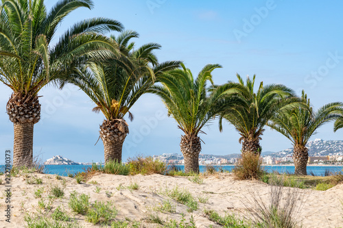 Palm trees on the beach