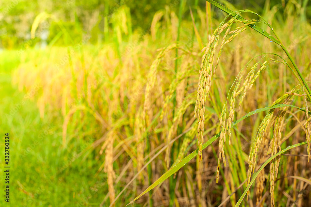 rice plant rice plant