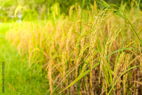 rice plant