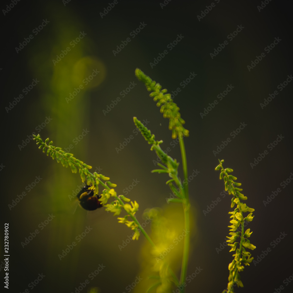 Fototapeta premium beauty in nature