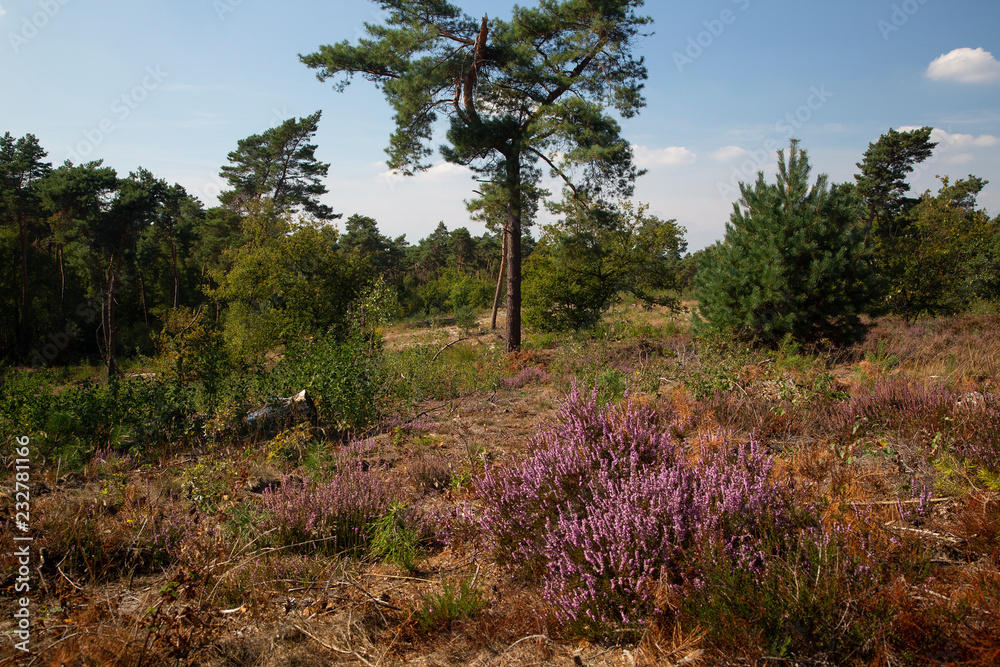 Obraz premium Landscape of Maasduinen National Park with heather and Scots pines, Limburg, Netherlands