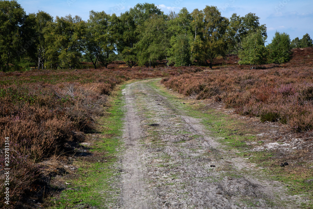 Sandy track through withered heath in Maasduinen National Park, Limburg, Netherlands