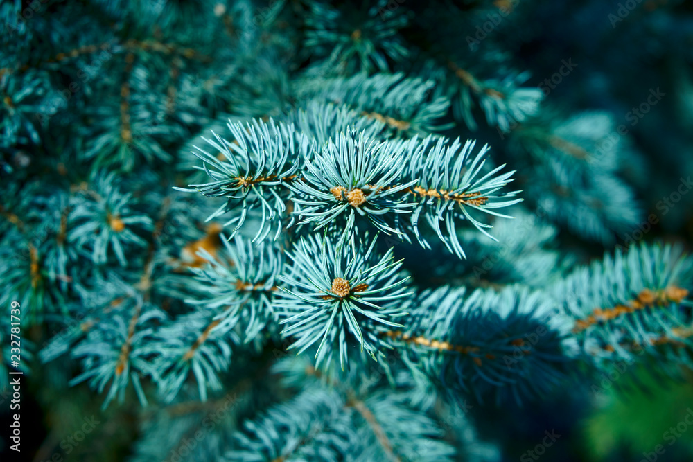 Macro shot of a Christmas tree