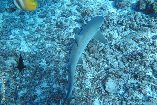 Underwater Fiji