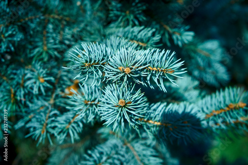 Macro shot of a Christmas tree