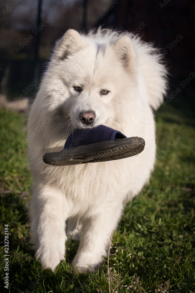 Big white samoyed standing on grass and holding slipper in mouth