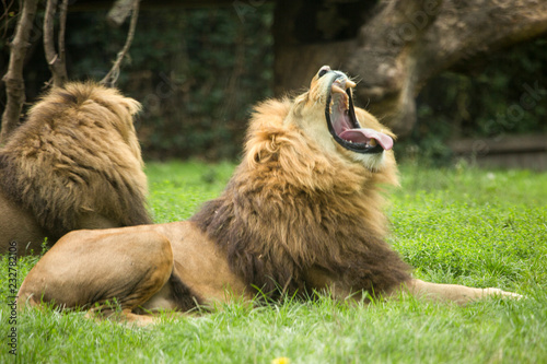 Gappende Afrikaanse leeuw